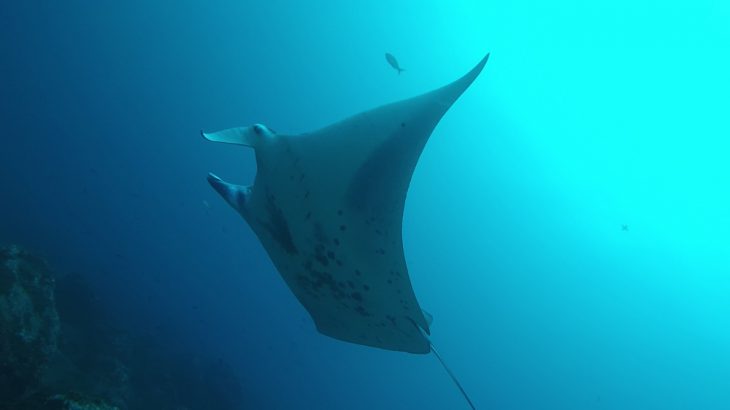 The sighting of a pregnant manta ray off the Cocos Island in Costa Rica in the eastern Pacific Ocean is making waves among marine scientists.