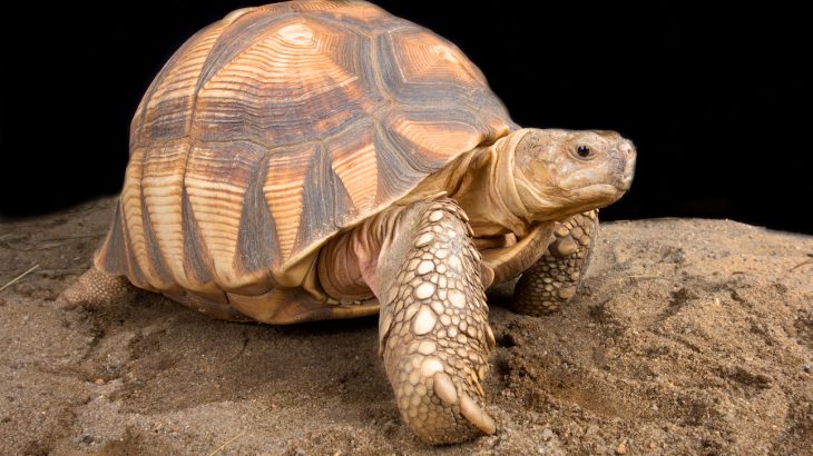 The Ploughshare tortoise is currently listed as Critically Endangered on the IUCN Red List as a result of smuggling for the pet trade and human-caused fires.