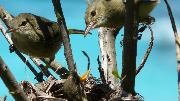 Experts at the University of East Anglia have discovered that when female birds have help raising their offspring, they live longer and healthier lives.