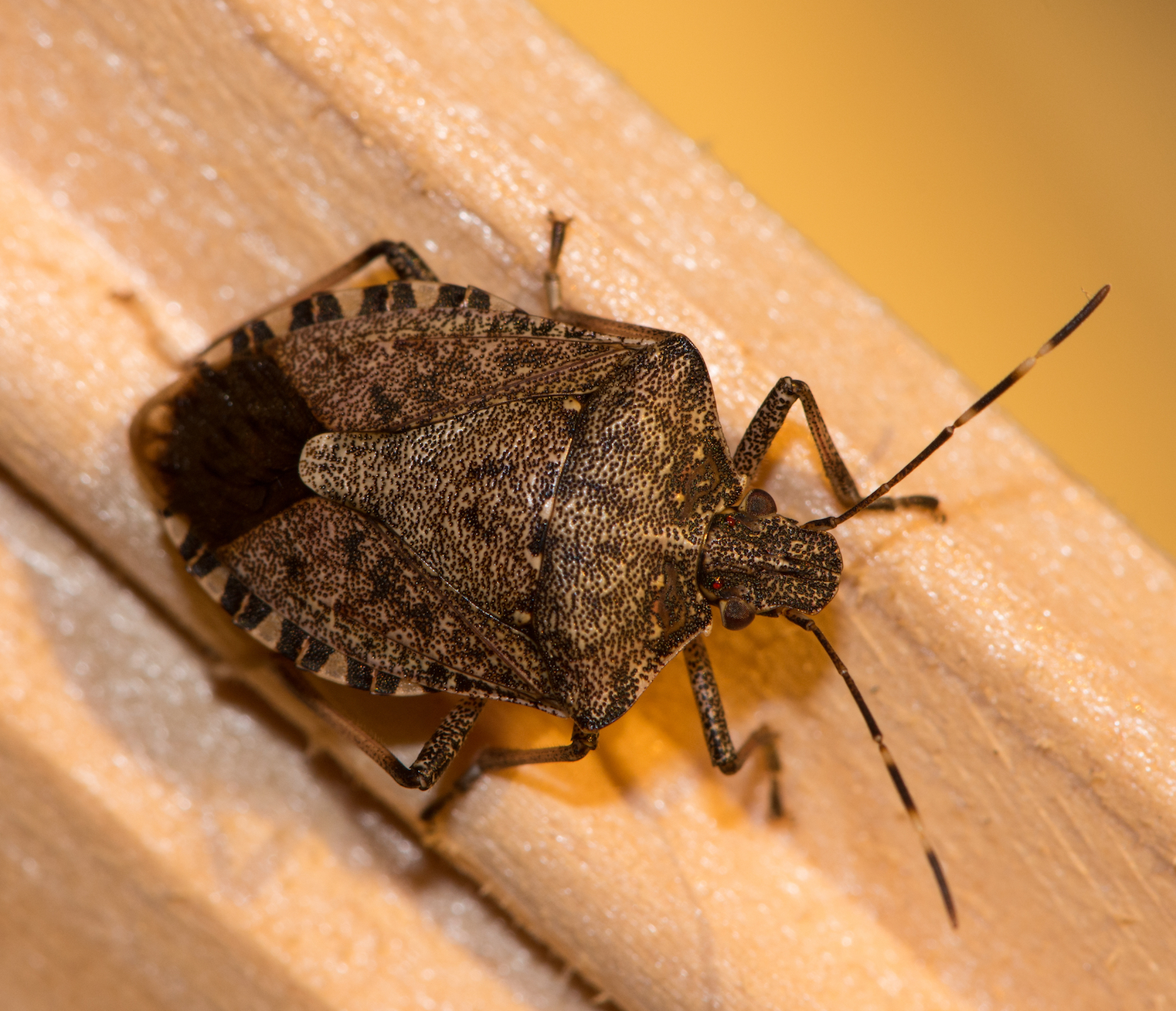 where-did-all-of-these-stink-bugs-come-from-earth