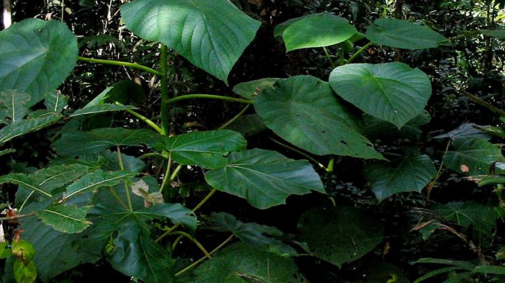 dendrocnide moroides suicide plant