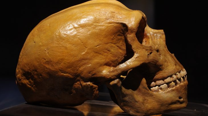A Neanderthal tooth from France has revealed new information about the diet of humans' ancient cousins.