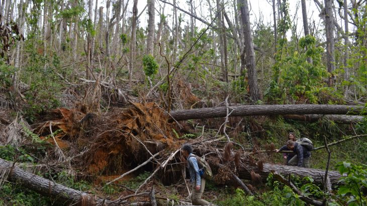 A new study has found that the damage left behind by Hurricane Maria in the forests of Puerto Rico was unprecedented in modern times.