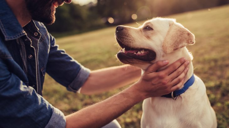 It seems that when dogs were wolves sniffing around hunting camps, they may have already had their destinies written in their DNA.