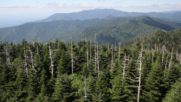 A new study has identified strong relationships between the diversity of native tree species and the number of invasive pests.