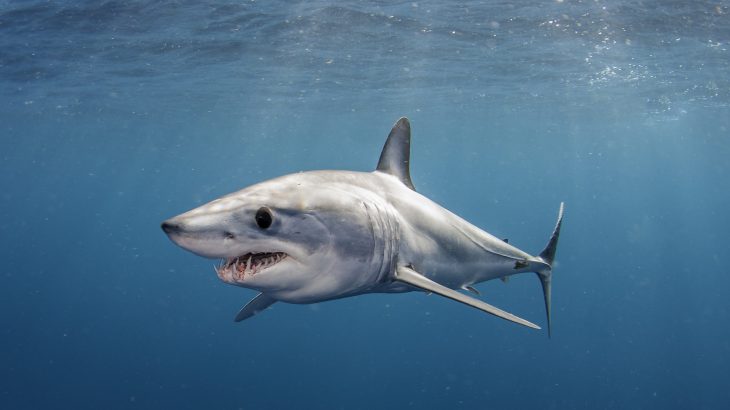 The IUCN Shark Specialist Group evaluated 58 shark species found that and 17 shark species are now classified as facing extinction.