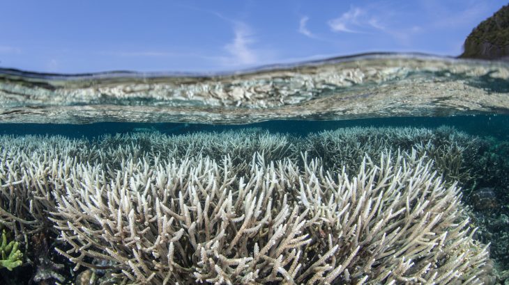 A new study has revealed that corals near the equator experience less bleaching and that reefs along the equator are more resilient to ocean warming and acidification.