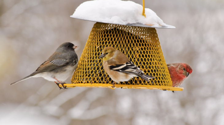 Researchers set out to investigate how the act of feeding birds may influence people, and found that these individuals have a significant impact on conservation.