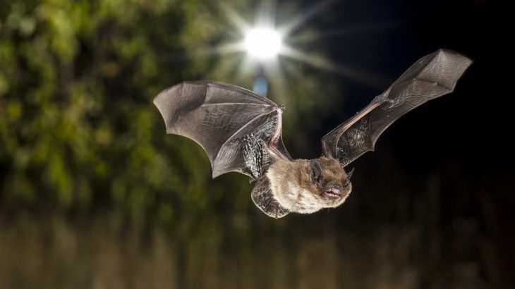 A recent study has revealed new evidence of how exactly UV light emitting and non-UV emitting street lamps affect the activity of city bats.