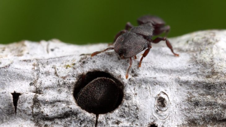 A new study has found that it’s not just the jobs that differ among ants, but also their neurobiology may differ significantly according to their role within the colony.