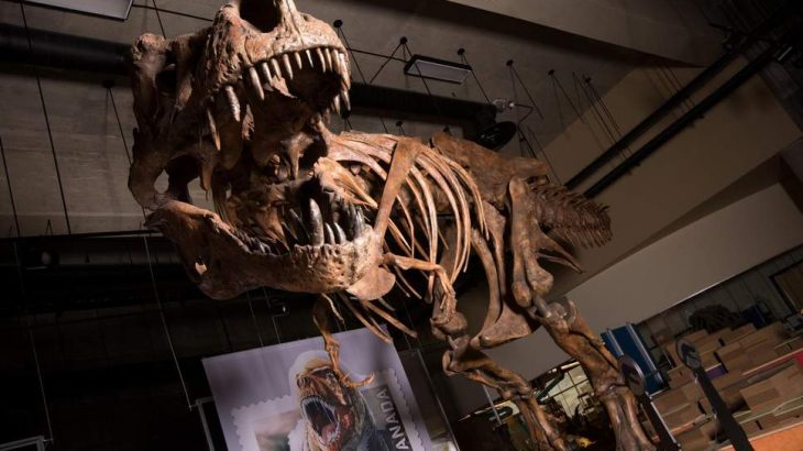 Paleontologists have reported that a Tyrannosaurus rex skeleton, first discovered in 1991 in Saskatchewan, Canada, is the largest ever found.
