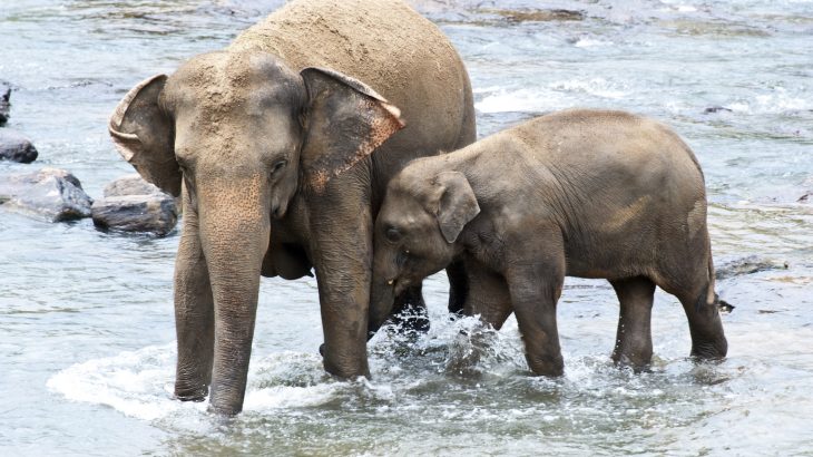 Nearly one-third of Asian elephants in India, Myanmar, and Thailand live in captivity, either as working elephants in the timber industry or in tourism.