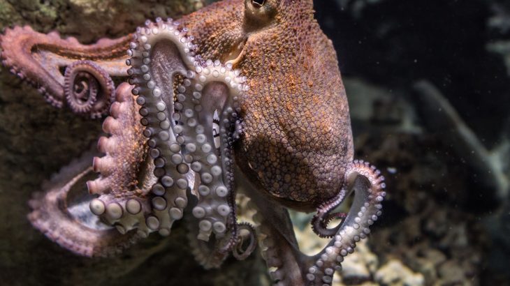 Large octopus moving over rocks underwater