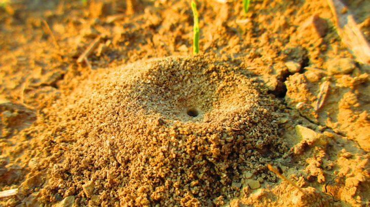 After trapping other insects in their pits, antlions use their razor sharp jaws to drain the bodily fluids of their victims within minutes.