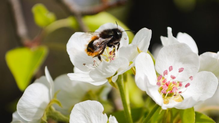 New research has found that one-third of all bee species native to the UK are declining, which could have a huge impact on the country’s agricultural industry.