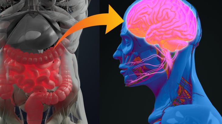 Researchers at UC San Francisco set out to investigate how your brain knows when you have had enough water and allows you to stop feeling thirsty.