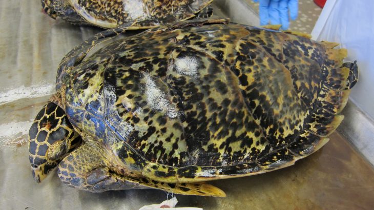 Studying tortoiseshell trade routes may be able to inform improved monitoring of other illegal trafficking of narcotics, guns, and humans.