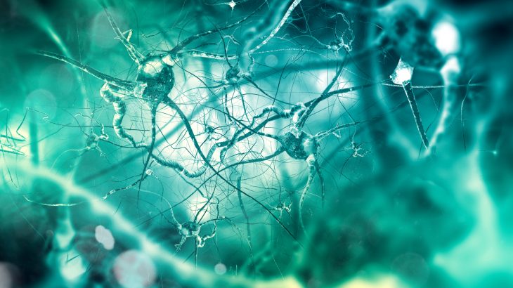 A team of neuroscientists at the Severo Ochoa Molecular Biology Center (CBMSO) in Madrid has found new evidence that older adults are still developing new brain cells.