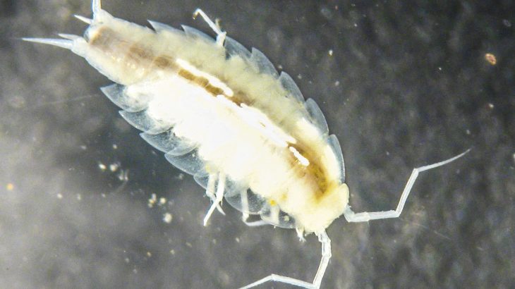 One CAVES team has discovered a previously unknown species of crustaceans that once lived in the water, moved to land, and has now returned to the water again.