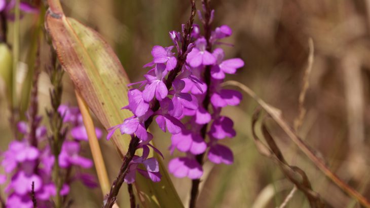 A research team has found that by using plant hormones, they can hinder the growth of pesky weeds that threaten food security in Africa.