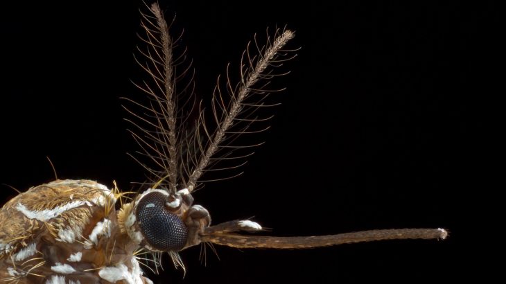 Researchers from the Florida International University of Miami have discovered which olfactory receptors help female mosquitoes pick up the scent of human sweat.