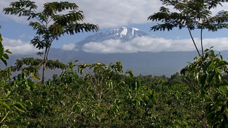 Tropical mountains are becoming increasingly important places of refuge for plants and animals that perform vital functions such as carbon storage.