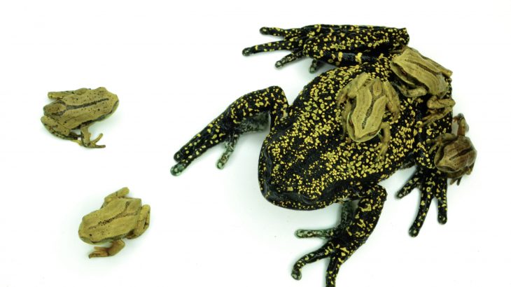 Researchers from The Australian National University have found that a serious fungal disease is responsible for the population drop of over 500 amphibian species