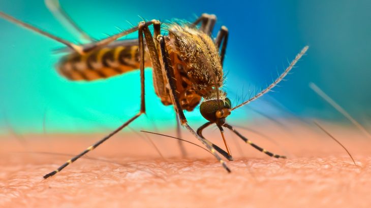 A new study is warning that the combination of climate change and rising temperatures will expose more people to diseases carried by mosquitoes.
