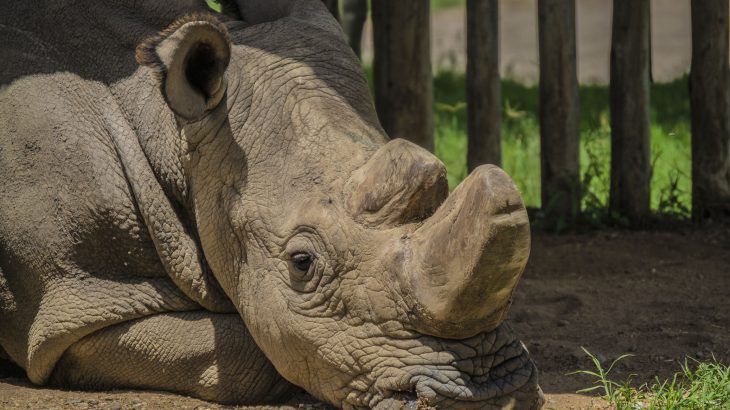 In a desperate attempt to save the Northern White Rhinoceros species, the team will use an advanced method of egg production and IVF treatment.