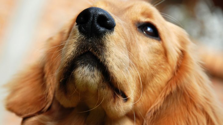 New research from the The University of Rennes shows that dogs can sniff out impending epileptic seizures.