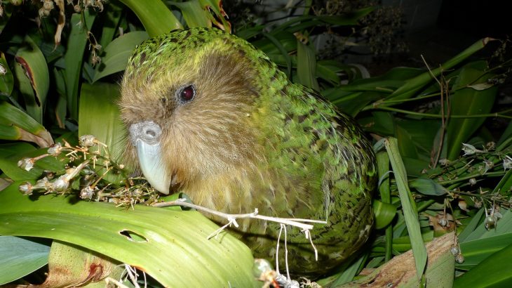 Dubbed the “strangest parrot on Earth,” New Zealand's kakapo (caw-caw-poe) were on the brink of endangerment less than 50 years ago.