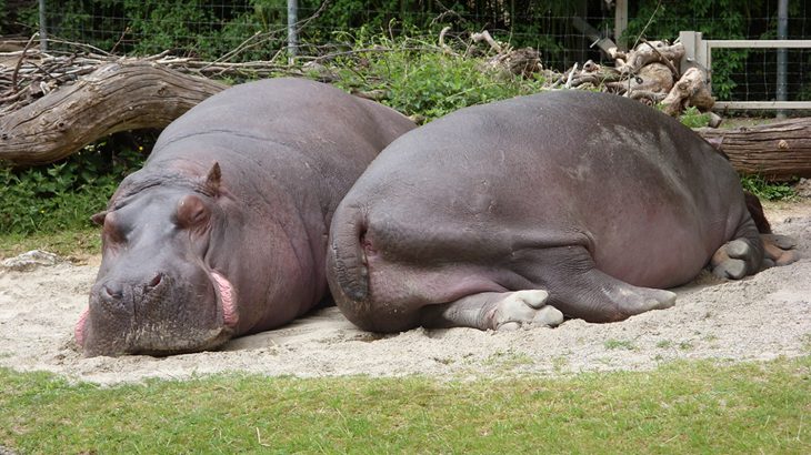 A new study has revealed that the body size of the animal is a better predictor of their resting position than digestion type.