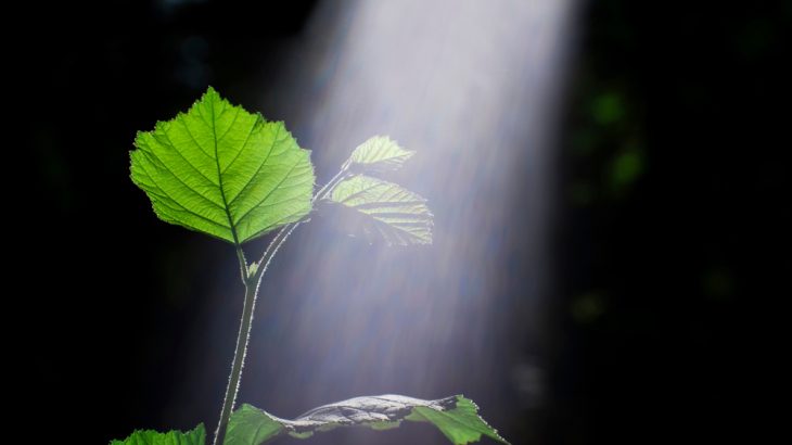 Researchers have created artificial cells that make their own energy, the same way plants do: through photosynthesis. The discovery could help scientists working on developing new ways to produce clean energy.
