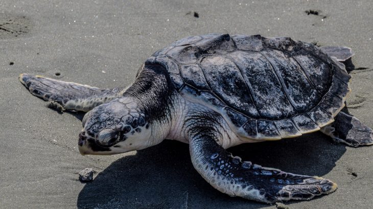 Sea turtles including loggerheads, Kemp’s ridleys, and green turtles are washing up on beaches on Cape Cod in ever-increasing numbers.
