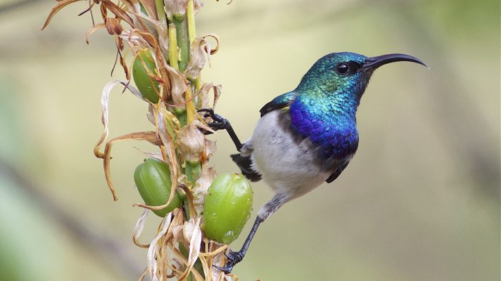 A team of scientists from Louisiana State University led the reconstruction of a family tree connecting all major lineages of perching birds.