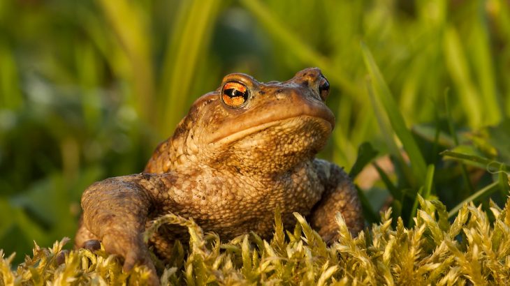 In their research to determine why so many amphibian species are dying out, scientists are asking for your help.