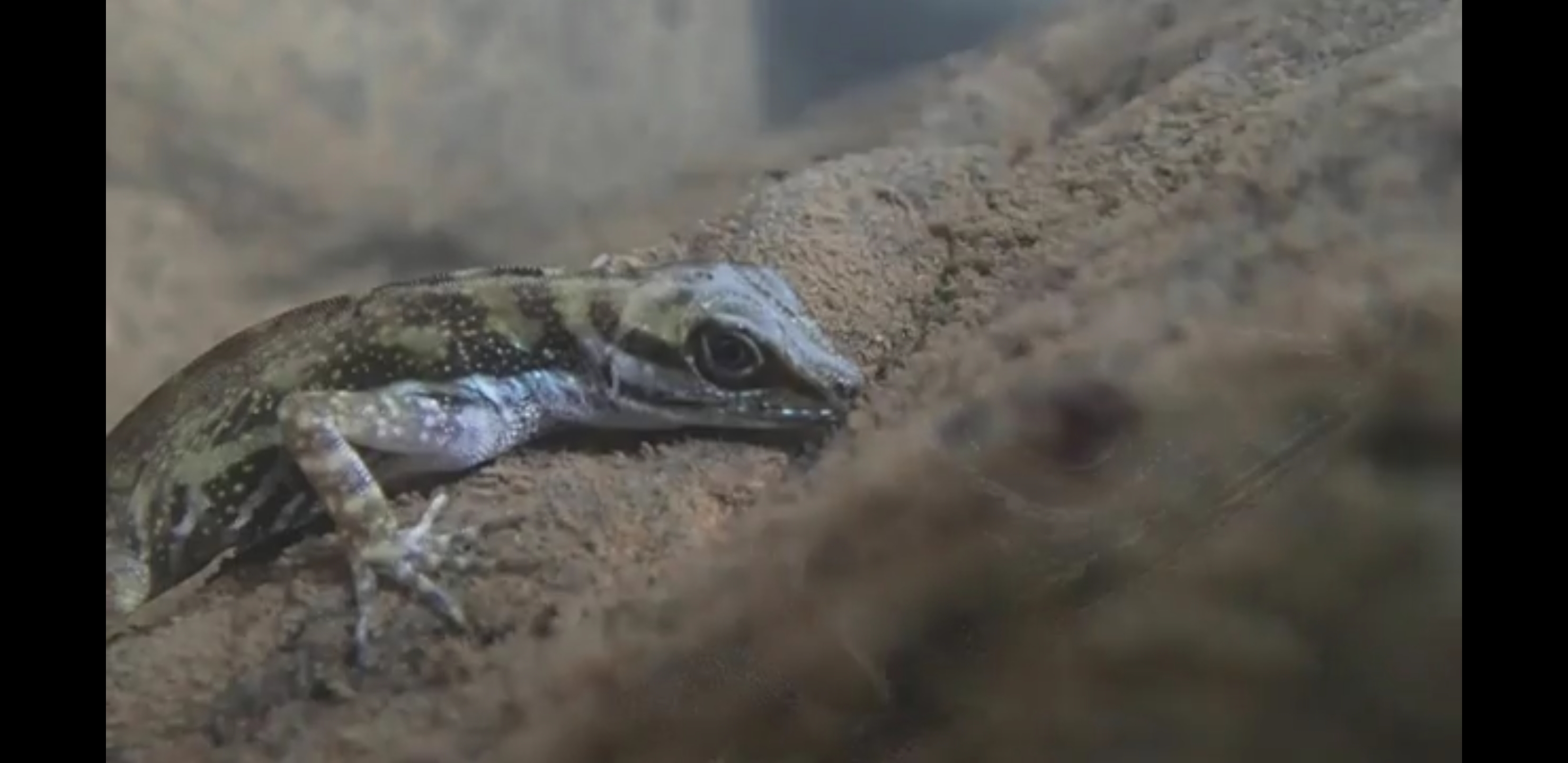 Water anoles can breathe underwater •