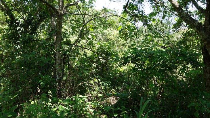 Researchers have found that international plans to restore forests to combat climate change have flaws and will not make the 1.5 C climate targets if not altered.