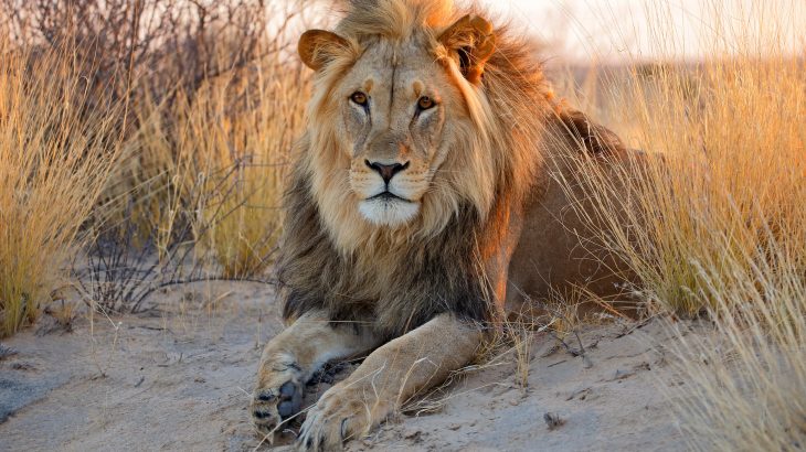The genetic diversity of African lions has declined substantially since the late 19th century, leaving the animals more susceptible to reduced fitness and resilience.