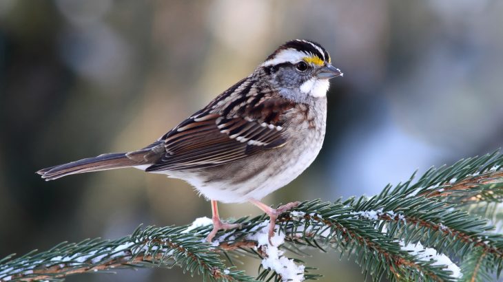 Birds that use chirps called flight calls to help navigate are more likely to collide with lighted buildings compared to other migrating birds that don’t produce such calls.