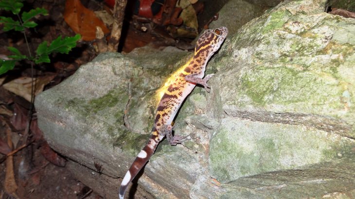 Tiger geckos, a genus of 19 gecko species native to Vietnam, China, and Japan, are at risk of extinction, mainly due to being sold in the exotic pet trade.