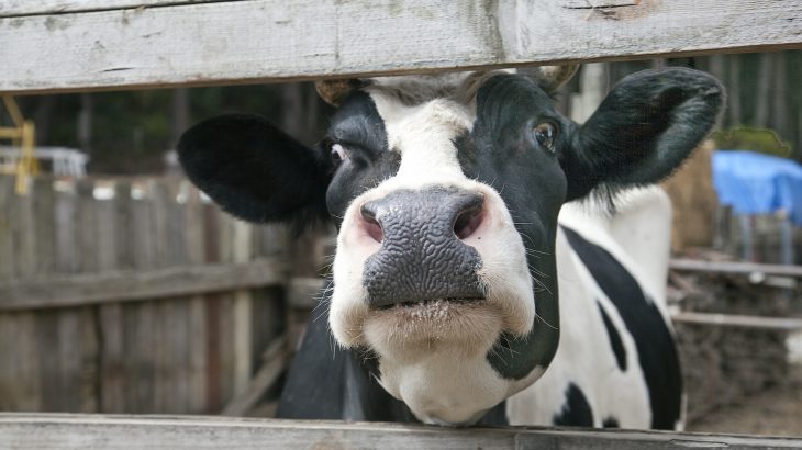 A Dutch inventor has developed a “cow toilet” that collects cow urine, and it’s an innovative device that could help limit the amount of ammonia that enters the environment from farms.