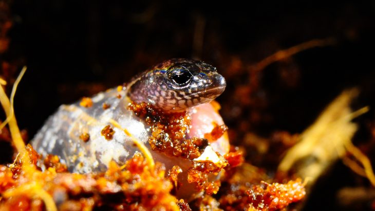 In an unprecedented event, an Australian lizard has laid three eggs before giving birth to a live baby weeks later from the same pregnancy.