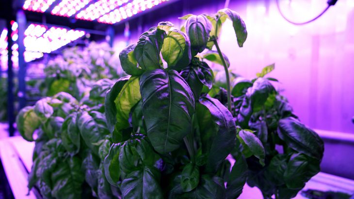 Called “cyber agriculture,” this method of combining computer technology with botany and chemistry could not only improve crop flavor, but also enhance disease-fighting compounds.