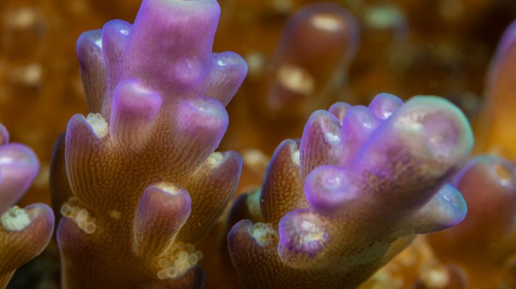 Scientists at The University of British Columbia are describing the very first organism ever found that can produce chlorophyll yet does not participate in photosynthesis.