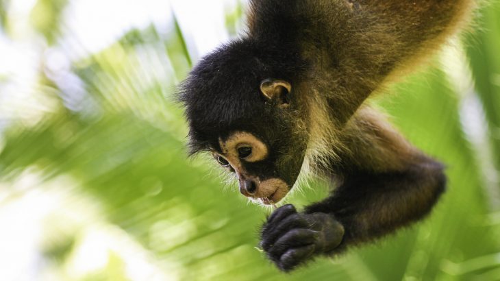 New research has revealed that spider monkeys change the pitch of their calls if they’re separated from their groups.