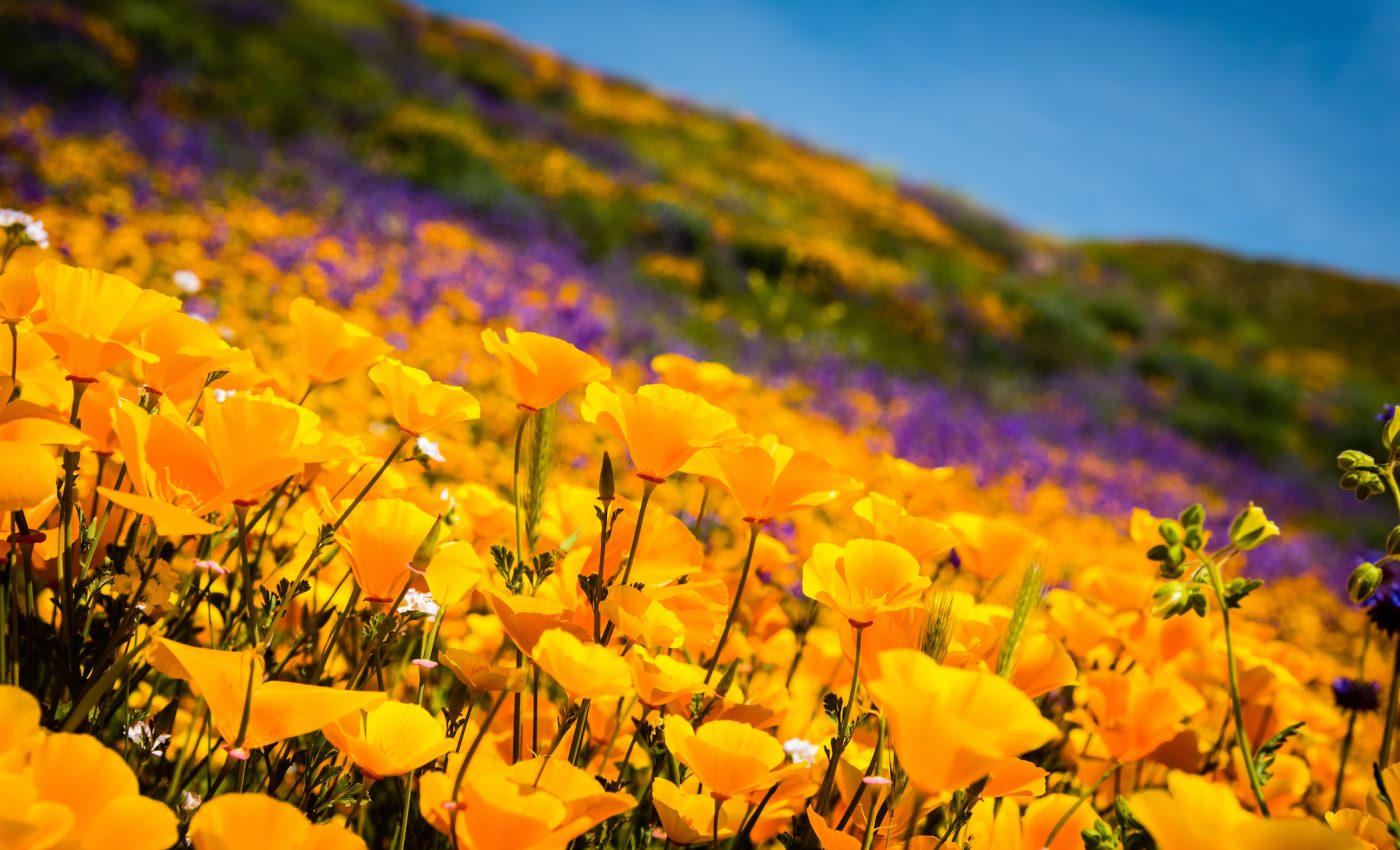 As stunning super blooms spring up, tourists often get carried