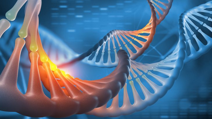 According to a new study, genes play a role in whether an individual's face is widely considered to be attractive.