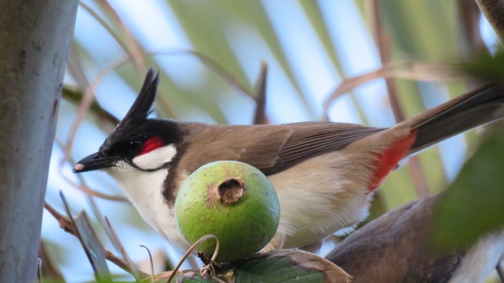 A new study has revealed that local plants on the island of Oahu now depend almost entirely on invasive birds to disperse their seeds.