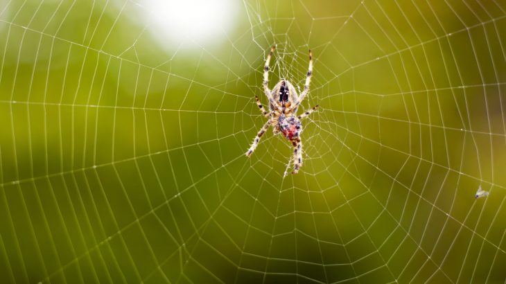 Along with being used in space by NASA, this non-spider silk could be used in manufacturing bulletproof Kevlar vests and surgical sutures.